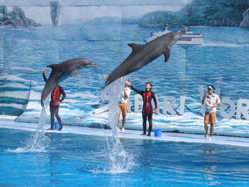Dolphin Show in Safari World Bangkok