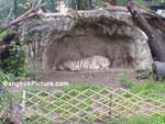 White Tiger