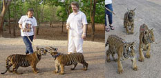 Kanchanaburi Tiger Temple