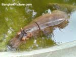 Hippopotamus