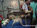 Photos of JJ Market Bangkok