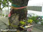 Worshipping Old Trees in Thailand